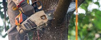 How Our Tree Care Process Works  in  Newark, CA