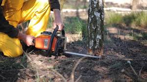 Best Stump Grinding and Removal  in Newark, CA