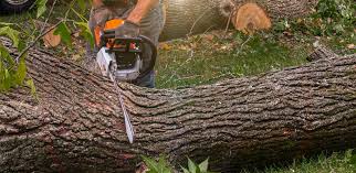 Best Lawn Watering Services  in Newark, CA