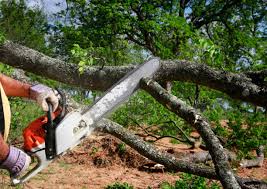 Best Tree Risk Assessment  in Newark, CA