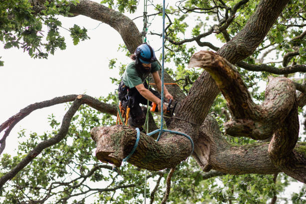 Best Arborist Consultation Services  in Newark, CA