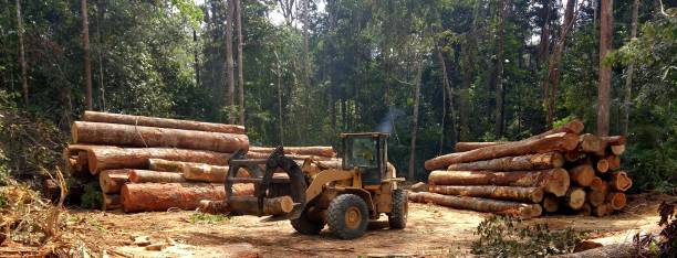 Best Tree Disease Treatment  in Newark, CA