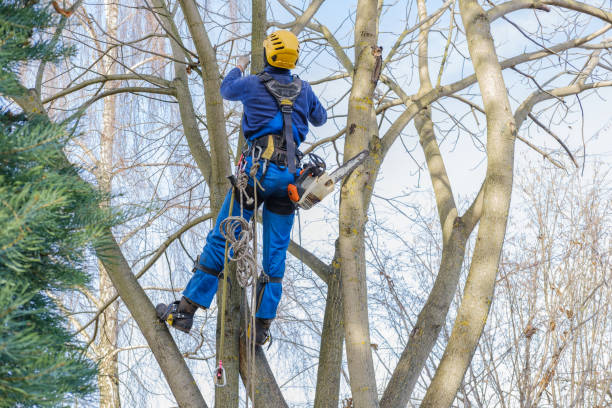 Reliable Newark, CA Tree Care Solutions