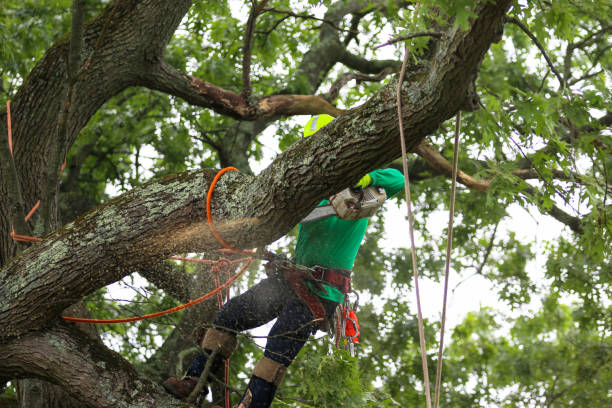 Best Seasonal Cleanup (Spring/Fall)  in Newark, CA