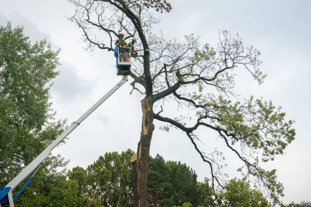 Best Hazardous Tree Removal  in Newark, CA