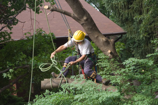 Best Tree Cabling and Bracing  in Newark, CA