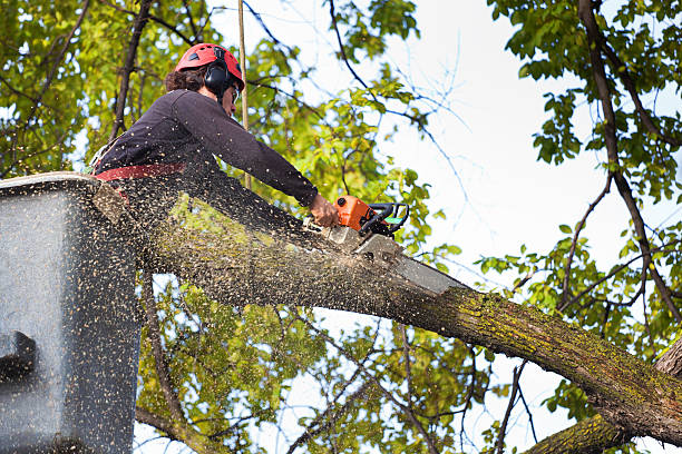 Best Tree Removal  in Newark, CA