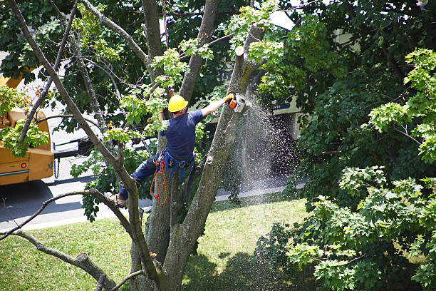 Best Tree Preservation Services  in Newark, CA