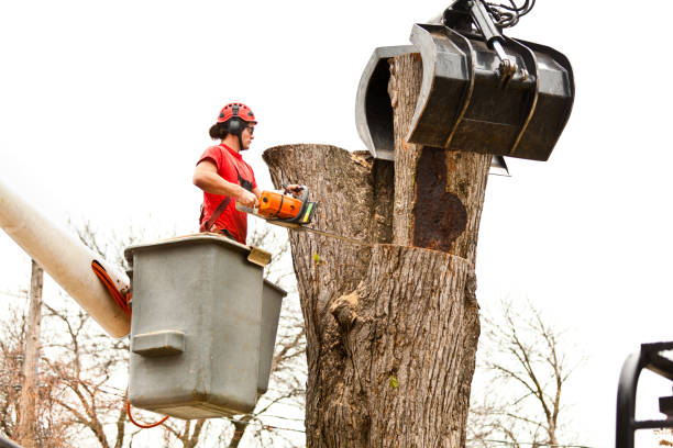 Best Storm Damage Tree Cleanup  in Newark, CA